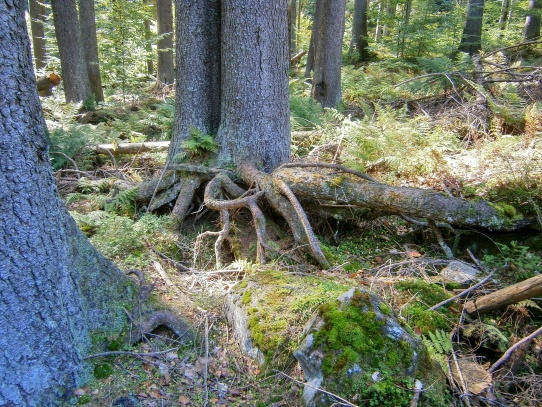 Pralesem na vrchol Boubína