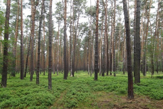 Les na Kokořínsku