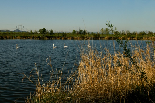 Rybník pod Hazmburkem