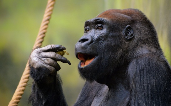 Gorila nižinná