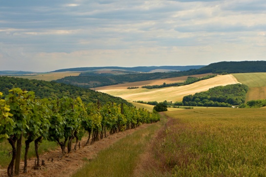 Vinohrady u Dambořic