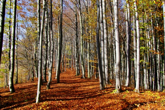 Vsetín - Dušná, podzimní les