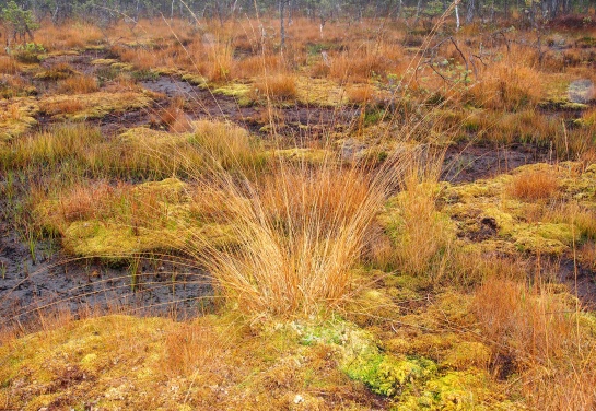 Swamp III