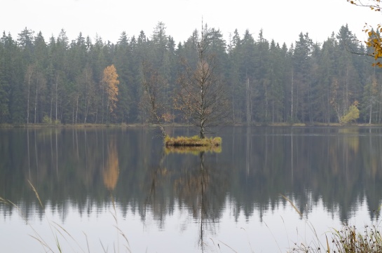 Slavkovský les - naučná stezka Kladská - Tajga