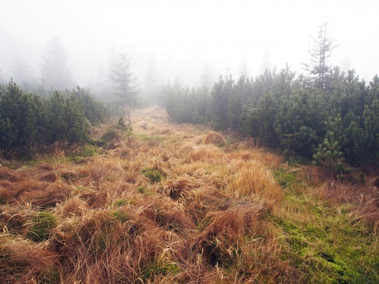 Mlha pod Pralesem  Jizera