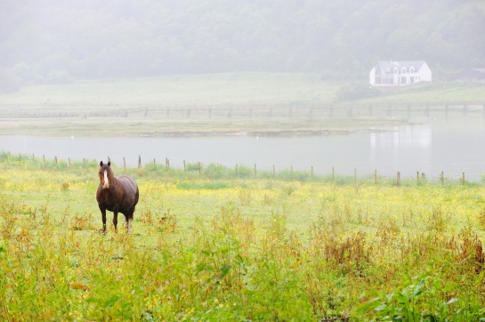SKOTSKO - kůň u jezera LOCH LINNHE