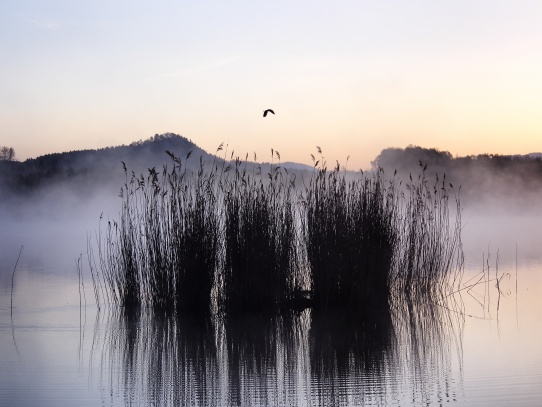 Raní mlha na Horeckém rybníku