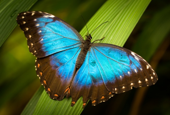 Modrý motýl na zeleném listu