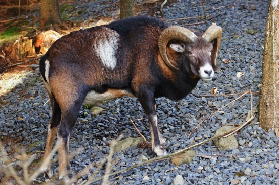 Bílá