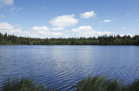 Národní přírodní rezervace Kladské rašeliny - Kladský rybník