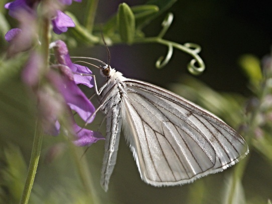 Motýl na Tobiášově vrchu