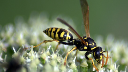Flora a fauna v okolí Teplé