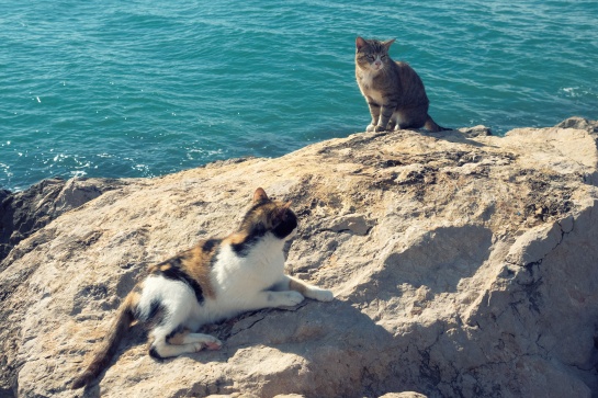 Kočky a moře