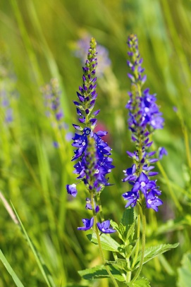 Rozrazil ožankolistý na Tobiášově vrchu