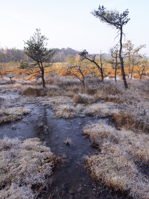 Swamp Doksy