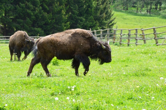 Chov bizonů v České krajině