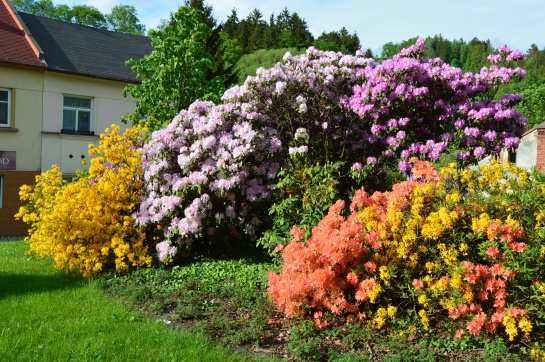 Rhododendron a Azalea v parku