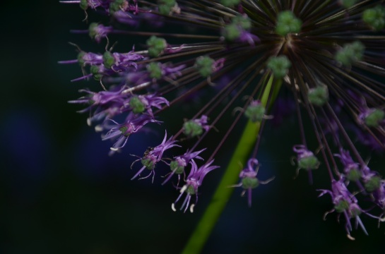 květ fialové cibule