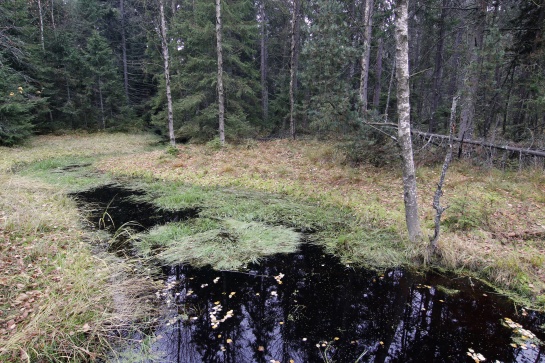 Naučná stezka Kladská - Tajga