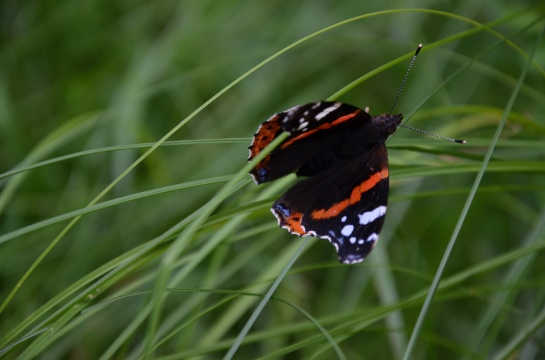motýl na stéblu trávy
