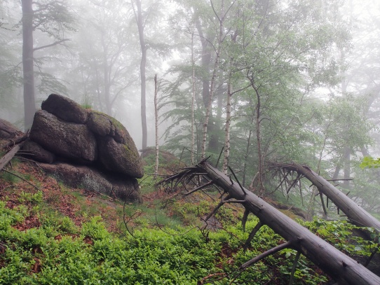 Oldřichovské háje a skály NS