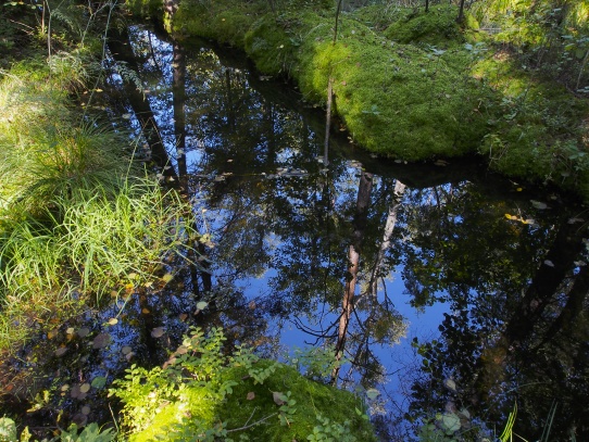 Bažina Hamerského jezera II