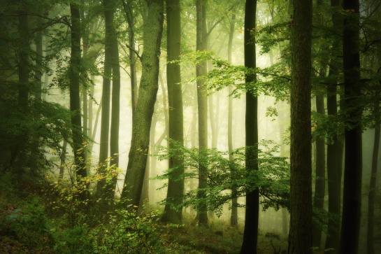 Tajemný les