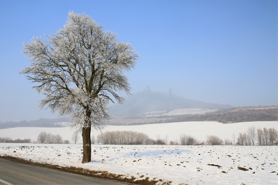 Ojíněný strom