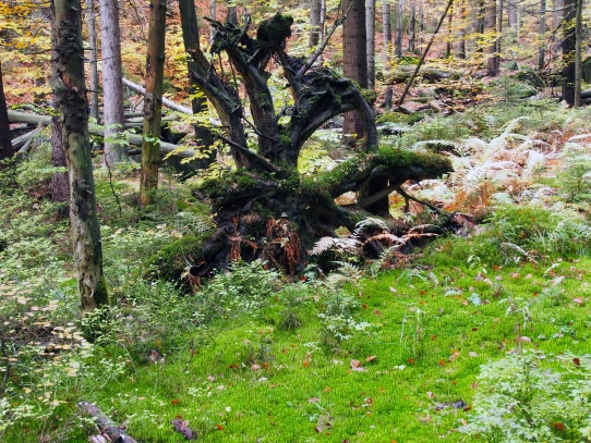 Bažina v Jedlové dole