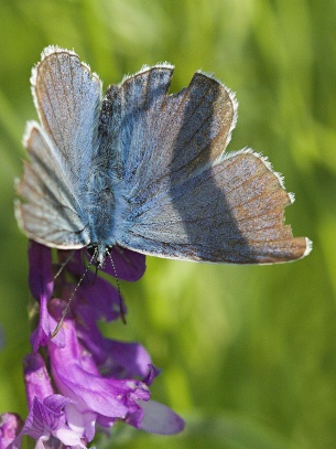 Modrásek na Tobiášově vrchu