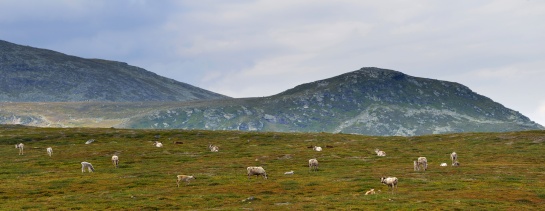 Norsko - NP Femundsmarka stádo sobů