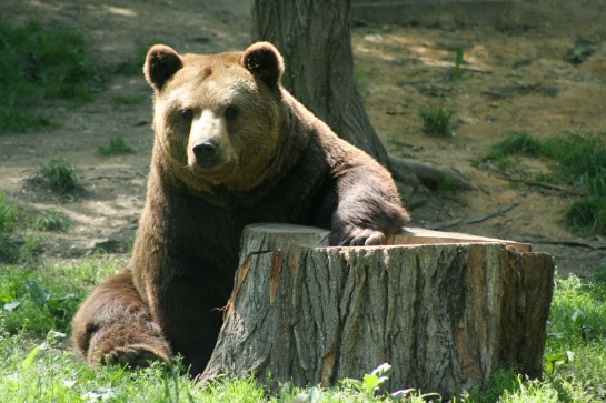 Medvěd 