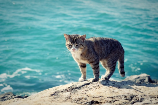 Kočka a moře