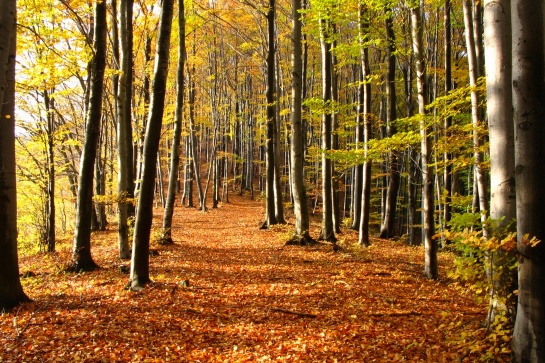 Vsetín - Dušná, podzimní les