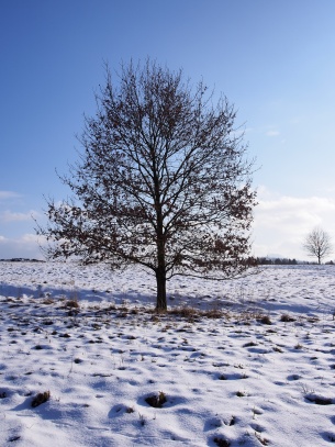 Louky u Jablonného v podještědí