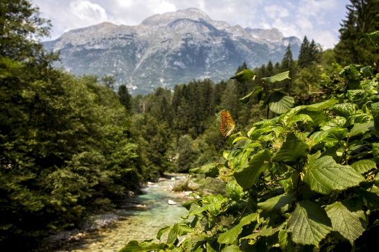 Panenská příroda Julských Alp
