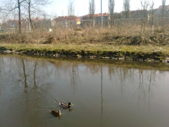 Řeka Bílina