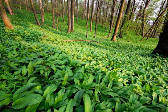 Těšínsko, Třinecko, Jablunkovsko