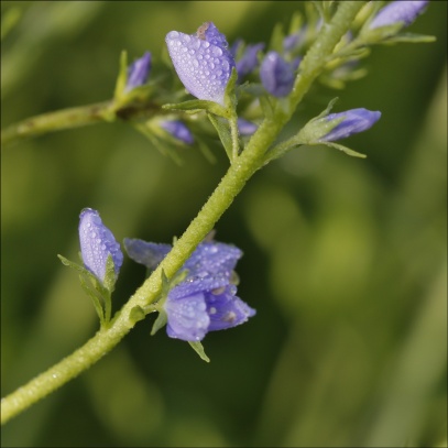 Zvonek na Tobiášově vrchu