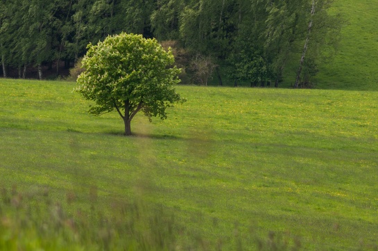 Osamělý strom pod Větrným vrchem
