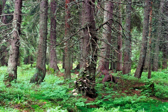 Vysoké Tatry, les v Mengusovské dolině