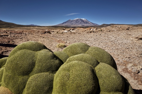 Azorella