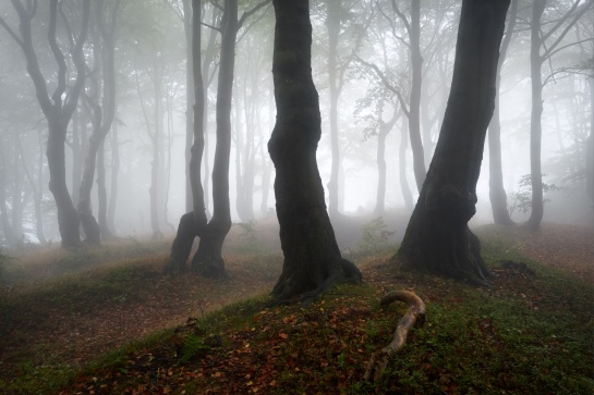 Buky na Bouřňáku VI