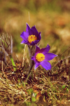 Koniklec otevřený (Pulsatilla patens)