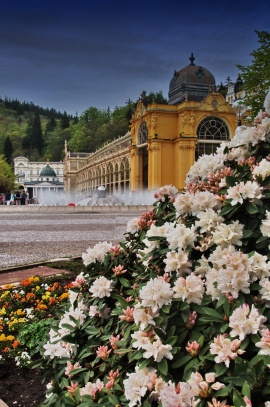 Mariánské Lázně Lázeňská kolonáda s rododendrony