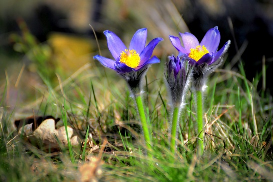 Koniklec otevřený (Pulsatilla patens)