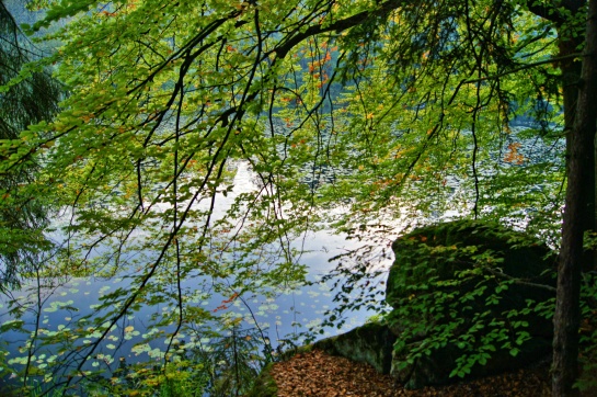Kokořínsko - rybník
