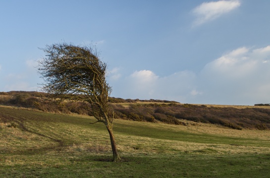 Strom ve větru