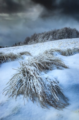 Horská travina v zimě
