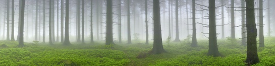 Panorama lesa